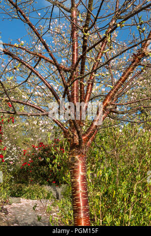 Prunus Serrula, einem dekorativen Baum mit markanten Rot glänzende Rinde. Auch die Tibetische Cherry bekannt. Stockfoto