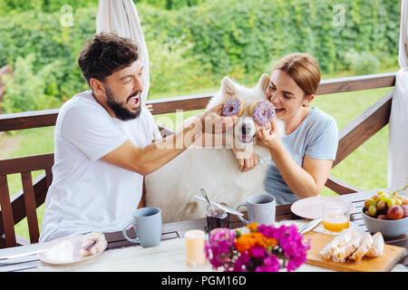 Strahlendes Paar lustige Frühstück mit ihren weißen Husky Stockfoto