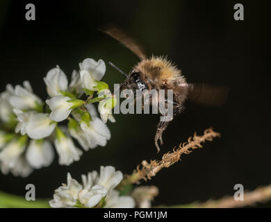 Bumble Bee Sammeln von Honig aus einer Blume Stockfoto