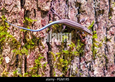 Ein fünf-lined Skink, auch als Blue-tailed Skink im jugendlichen Stadium, skitters rund um einen Baum im Wald an Yates Mühle County Park in Ralei Stockfoto