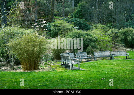 Bambus umgeben Ruhe und Sitzecke im Benmore botanischen Gärten (mit Sigma 50 mm) Stockfoto