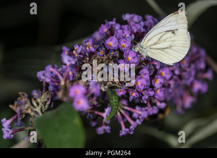 Rapsweißling Schmetterling Sammeln von Honig aus eine purpurrote Blume Stockfoto