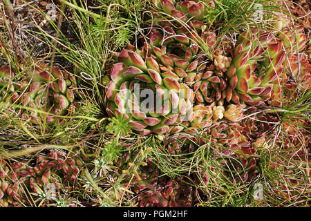 Gemeinsame hauswurz (Sempervivum tectorum) in der Natur in der zentralen Türkei Stockfoto