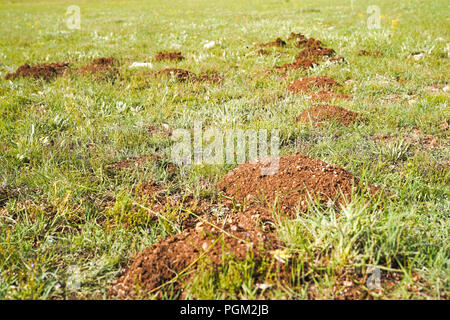 Selektiver Fokus der neuen Maulwurfshügel auf Rasen durch Maulwürfe Bevölkerung Stockfoto