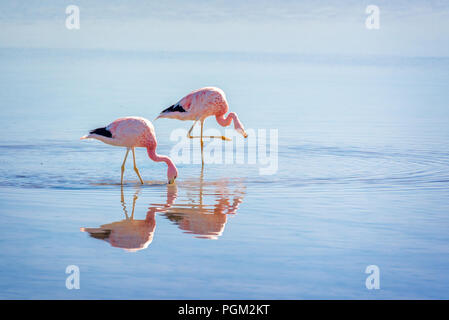 In der Nähe der Anden Flamingos in der Laguna Chaxa, atacama salar, Chile Stockfoto