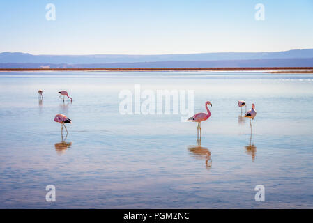 Andengemeinschaft Flamingos in der Laguna Chaxa, atacama salar, Chile Stockfoto