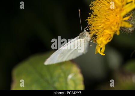 Kleinen weißen Schmetterling auf eine gelbe Blume Stockfoto