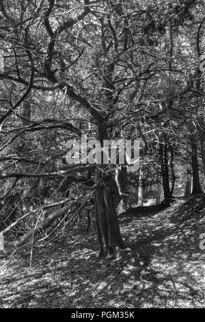 Alte Eiben, die Teil der Woolhope Kuppel bilden, Fownhope Herefordshire UK. Juli 2018. Stockfoto