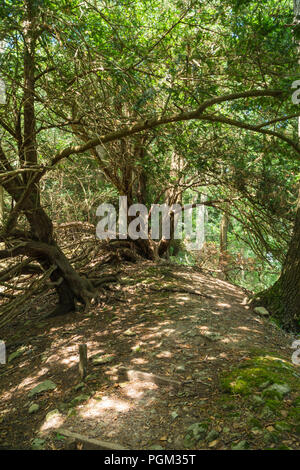 Wanderweg durch alte Eiben, die Teil der Woolhope Kuppel der marktführenden, Fownhope Herefordshire UK. Juli 2018. Stockfoto