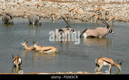 Herde von Springbok - Antidorcas marsupialis - Trinken neben zwei Südafrikanische Oryx Oryx gazella Oryx oder --und Burchell's Zebra- oder Ebenen E Stockfoto
