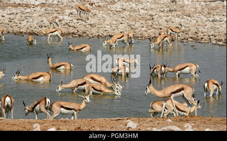 Herde von Springbok - Antidorcas marsupialis - Trinken an Okaukeujo Wasserloch im Etosha, Namibia. Stockfoto