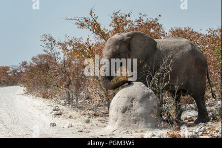 Afrikanischer Elefant - Loxodonta africana - berühren Sie poliert termite Damm, als Er vergeht, in Etosha, Namibia. Stockfoto