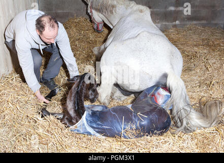 Ein Pferd Züchter hilft, die weiße Stute ihr Fohlen zur Welt gebracht in dem Stall geben Stockfoto