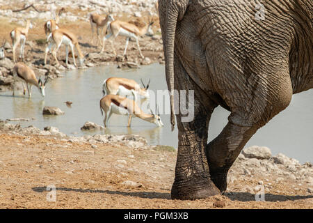 Gekreuzt Hinterbeinen von afrikanischen Elefanten - Loxodonta africana - Entspannung durch Wasserloch im Etosha, Namibia. Stockfoto