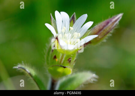 Gemeinsame Vogelmiere (Cerastium fontanum), auch als Maus - Ohr Vogelmiere bekannt, eine Nahaufnahme der Blüte mit der Knospe. Stockfoto