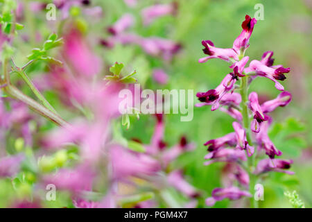 Gemeinsame Fumitory (Fumaria officinalis), in der Nähe von einer einzigen Blume Schaft von vielen. Stockfoto
