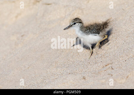 Baby Spotted Sandpiper (Actitis macularius) absteigend eine Sanddüne - Ontario, Kanada Stockfoto