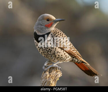 Männliche Nördlichen ('red-shafted') Flicker (Colaptes auratus), Lake County Oregon Stockfoto