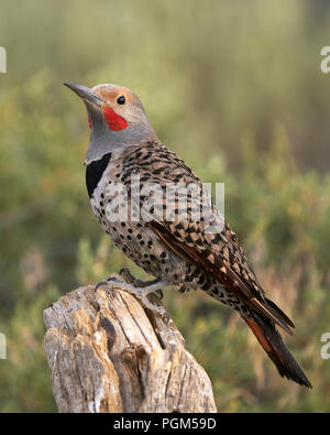 Männliche Nördlichen ('red-shafted') Flicker (Colaptes auratus), Lake County Oregon Stockfoto