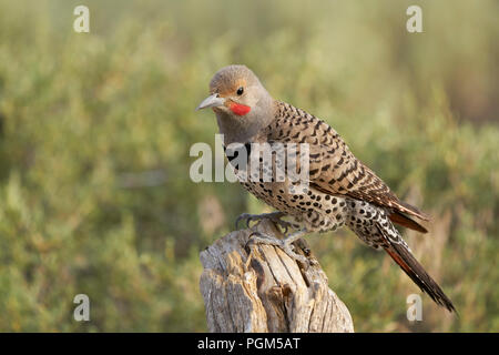 Männliche Nördlichen ('red-shafted') Flicker (Colaptes auratus), Lake County Oregon Stockfoto