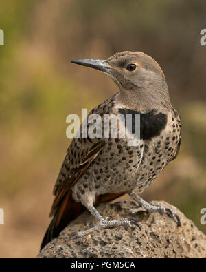 Nördlichen ('red-shafted') Flicker (Colaptes auratus), Lake County Oregon Stockfoto