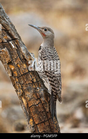 Männliche Nördlichen ('red-shafted') Flicker (Colaptes auratus), Lake County Oregon Stockfoto