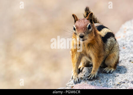 Chipmunk sitzen auf Stein Leiste, in die Kamera schauen, fast mit einem Lächeln. Stockfoto