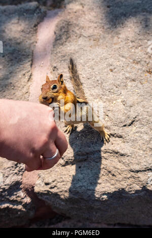 Fütterung Muttern Chipmunk von Hand, die stehen, Mund voll. Stockfoto