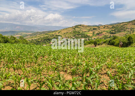 Feld von Mais in die albanischen Berge. Hügeln im Hintergrund. Stockfoto