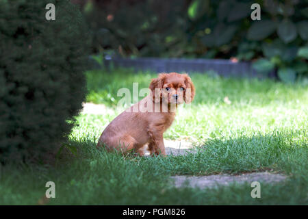 Cute Puppy im Garten Stockfoto