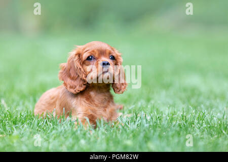Cute Puppy, die auf dem Gras im Garten Stockfoto