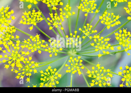 Blumen von Dill im Garten mit verschwommenen Hintergrund. Ansicht von oben. Geringe Tiefenschärfe. Natürliche Hintergrund. Stockfoto