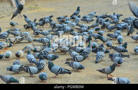 Herde von Tauben Fütterung auf dem Stadtplatz von Jaipur in Rajasthan, Indien. Stockfoto