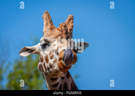 Giraffe Lecken der Lippen Stockfoto