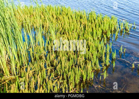 Gemeinsame Stuten Schwanz (Hippuris vulgaris) in flacher See Wasser. Stockfoto