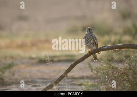 Ein Turmfalke (Falco tinnunculus) auf einen gefallenen stick Tal Chhapar Wildlife Sanctuary, Rajasthan, Indien gehockt Stockfoto