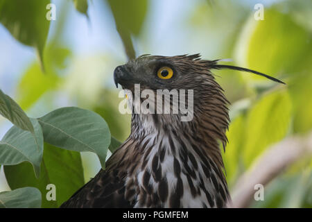 Porträt eines wechselhaften Hawk Eagle aus Kanha Tiger Reserve, Indien Stockfoto