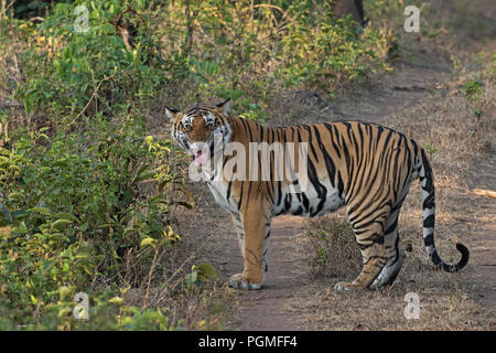 Ein bengalischer Tiger (Panthera tigris) zeigt eine Flehmen Antwort auf einen Geruch, den er aus einem Busch aufgenommen hat Stockfoto