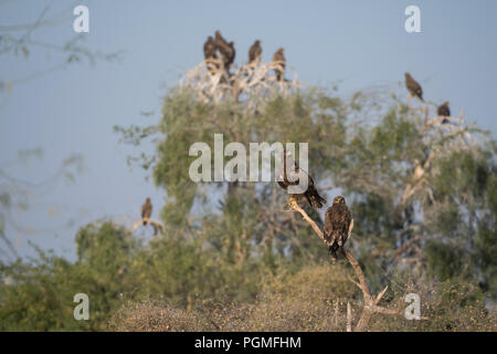 Steppenadler versammeln sich im Geier Restaurant in der Nähe Bikaner, Rajasthan, Indien Stockfoto