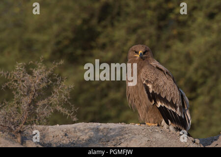 Porträt eines jungen Steppe Adler an einem Wintermorgen im Tal Chhapar Wildlife Sanctuary, Rajasthan, Indien Stockfoto