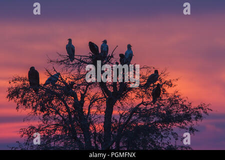 Gemeinde der ägyptischen Geier, zusammen mit einem Steppe Adler, auf einem Baum an der Geier Restaurant in der Nähe Bikaner, Rajasthan, Indien bei Sonnenuntergang thront Stockfoto