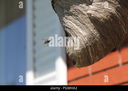 Kahlen konfrontiert Hornet in Richtung zu seinem Nest in der Traufe in einem Wohngebiet nach Hause fliegen. Stockfoto