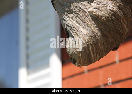 Kahlen konfrontiert Hornet verlassen das Nest durch ein kleines Loch. Stockfoto