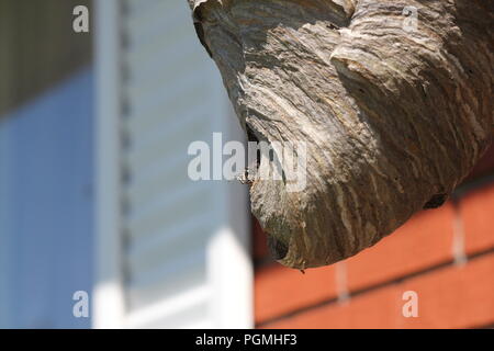 Kahlen konfrontiert Hornet verlassen das Nest durch ein kleines Loch. Stockfoto