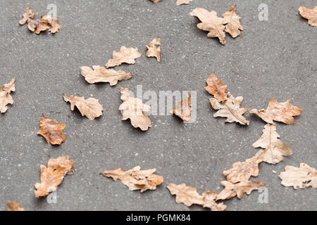 Herbst Hintergrund. Dry orange Laub liegen auf Asphalt. Gefallene Eiche Blätter auf der Straße Stockfoto