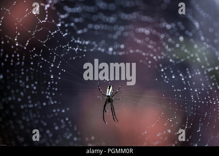 Spinne in der Mitte des Spinnennetzes, bedeckt mit Regentropfen Stockfoto