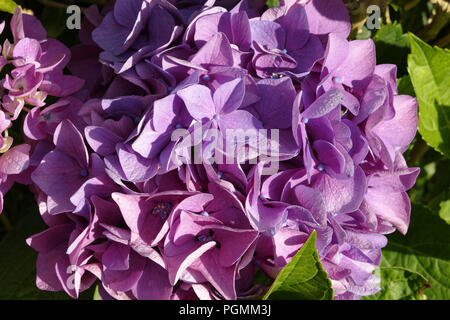 Hortensie Blume (Suzanne Gemüsegarten, Le Pas, Mayenne, Pays de la Loire, Frankreich). Stockfoto