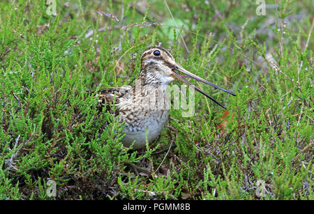 Gewöhnliche Schnepfe, Gallinago gallinago, versteckt in Heather Stockfoto