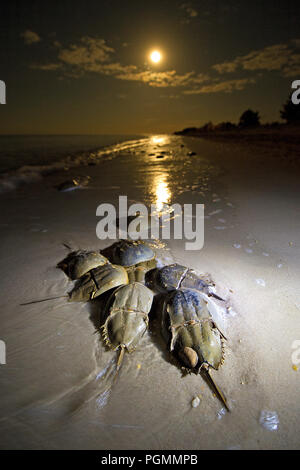 Atlantic Pfeilschwanzkrebse (Limulus polyphemus) laichen im Beach, Delaware Bay, New Jersey, Vereinigte Staaten von Amerika Stockfoto