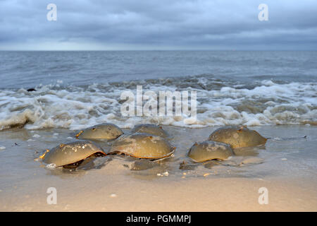 Atlantic Pfeilschwanzkrebse (Limulus polyphemus) laichen im Beach, Delaware Bay, New Jersey, Vereinigte Staaten von Amerika Stockfoto